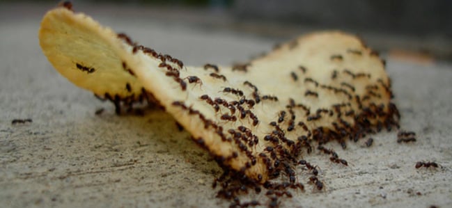 2Ant-Cover-background-1024x473