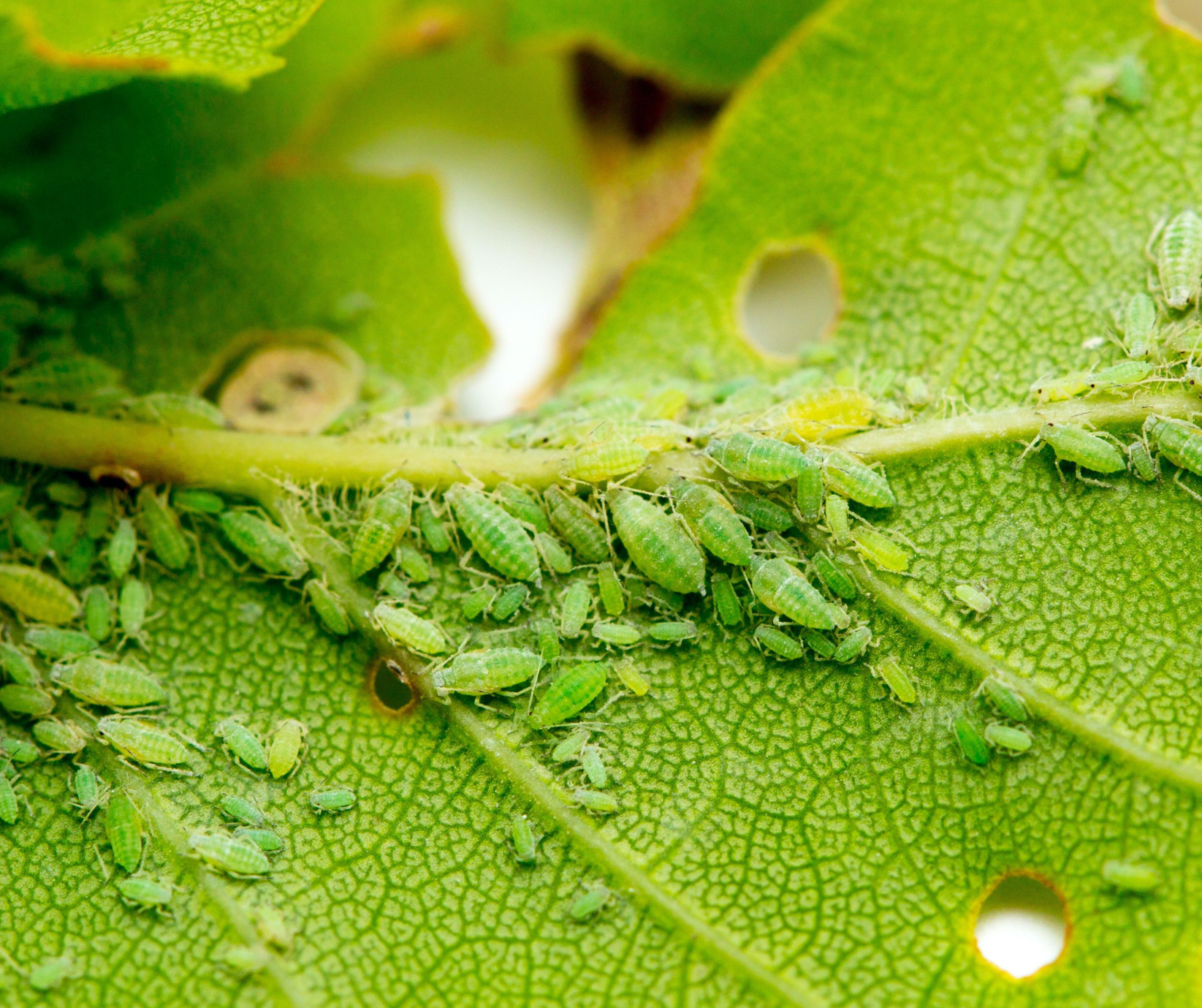 aphids on leaf- ss