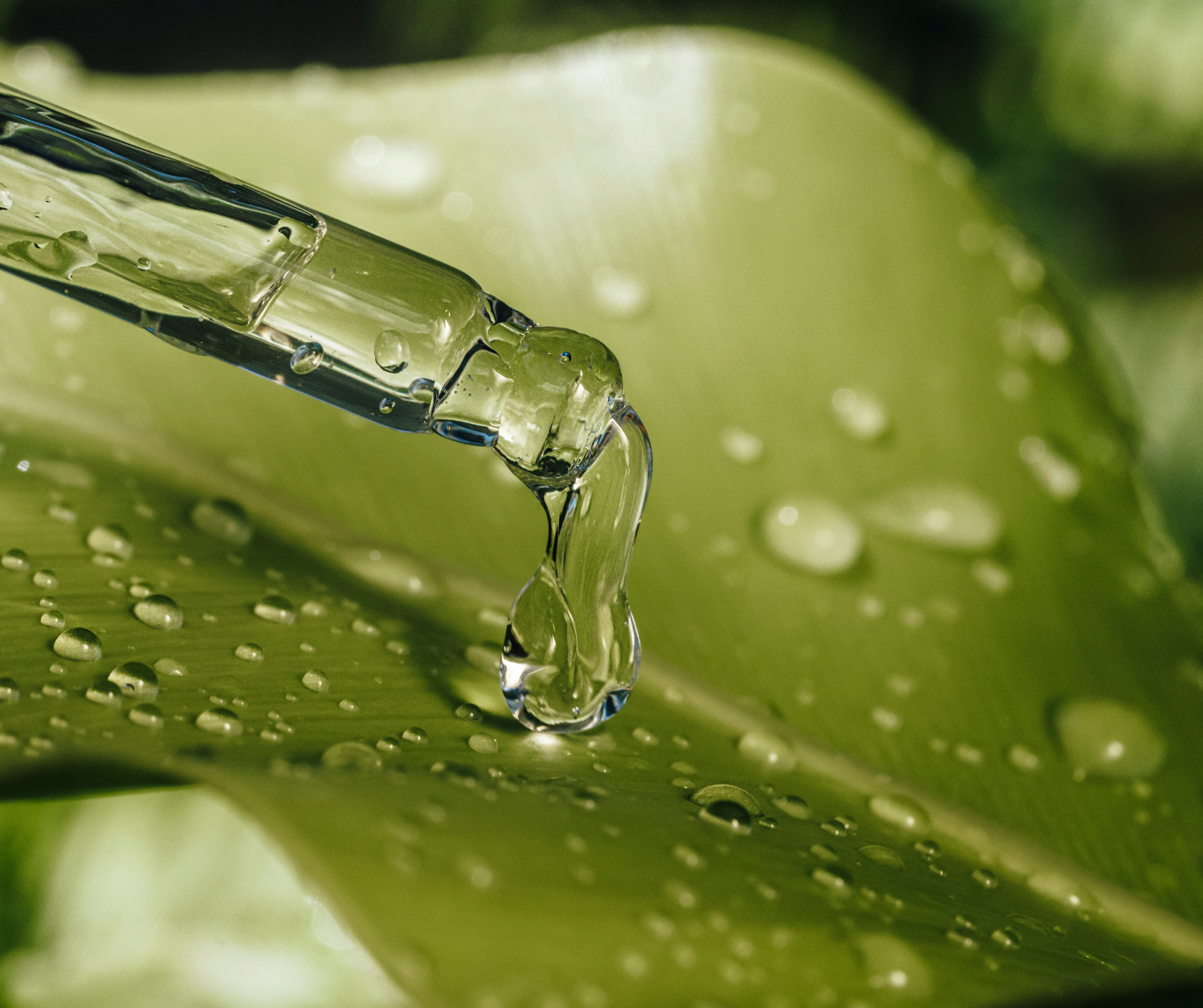 horticultural oil on leaf-ss