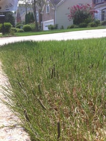 Army Worms on Bermuda