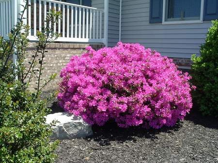 Azalea bush