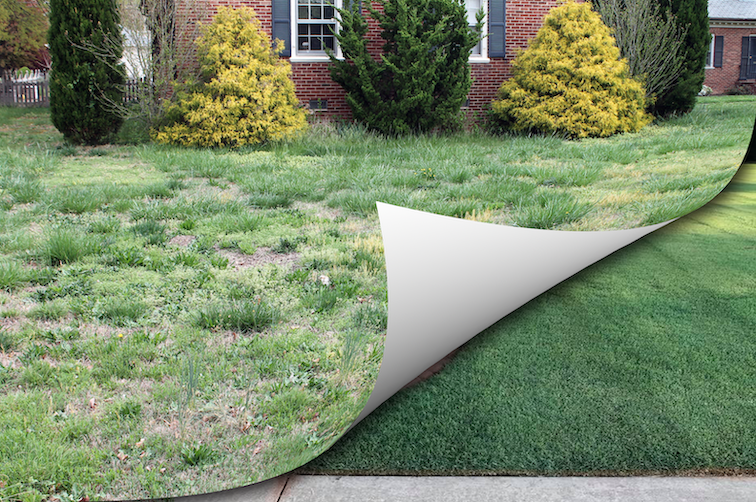 Top Turf Lawn Care and Pest Management