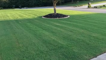 Bermuda Lawn Chris W top turf customer