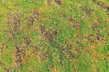 Brown Patch Fungus
