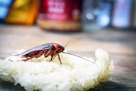 COCKROACH-SANDWHICH-600x401