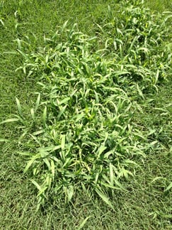 Crabgrass 6