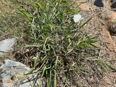 Dallis Grass-TT
