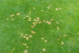 How To Get Rid of Dollar Spot Fungus