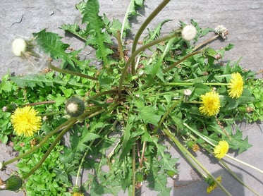 Edible-Weeds-Dandelion