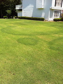 fairy rings on lawn