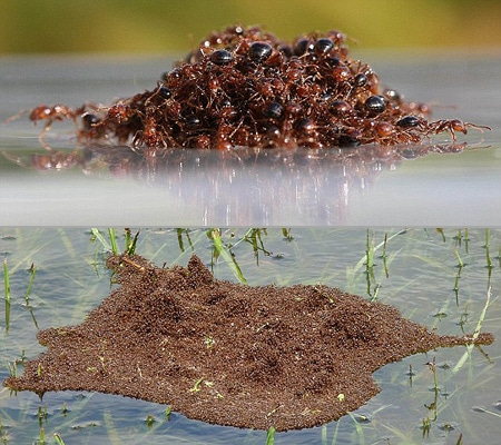 Fire ant Fire ant