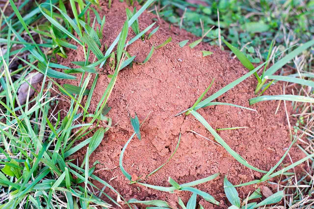 Ant Ant