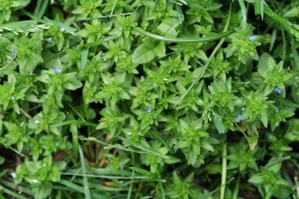 Corn-speedwell-750x500