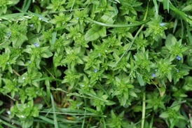 What Does Corn Speedwell Weed Look Like