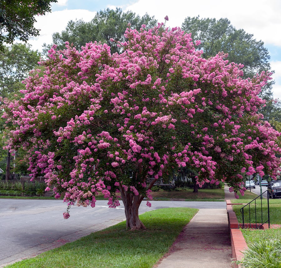 Crepe-Myrtle-Hot-Pink