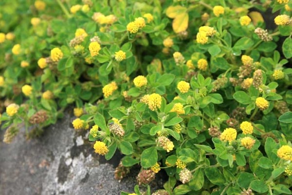 Large-hop-clover