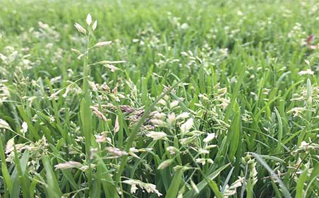 POA-ANNUA-1
