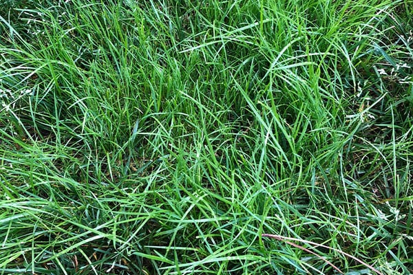 Poanna-Trivialis