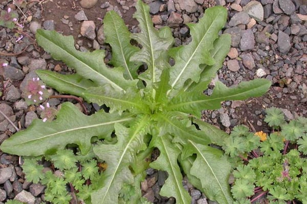 Prickly-Lettuce