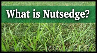 What is Nutsedge and why is it hard to get rid of?