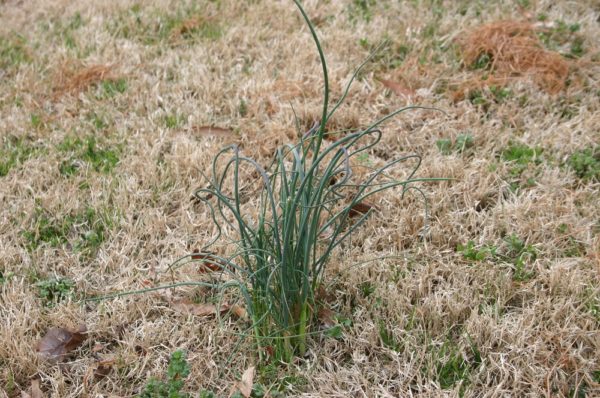 wild-onion-in-the-lawn-600x398