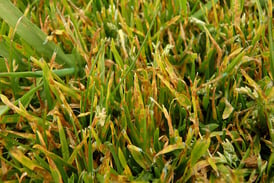Leaf Spot Fungus Can Kill Your Lawn