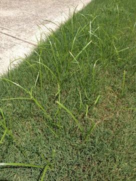 Nutsedge 3
