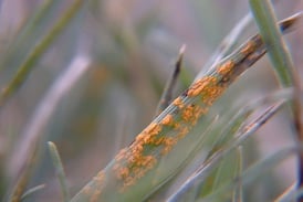 How To Know If Your Lawn Has Rust Lawn Fungus