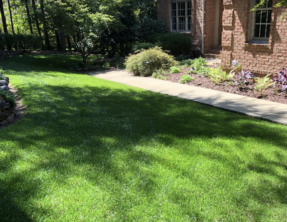 top turf tall fescue lawn