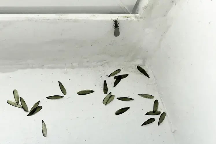 Termite swarmer and shed wings on interior window sill
