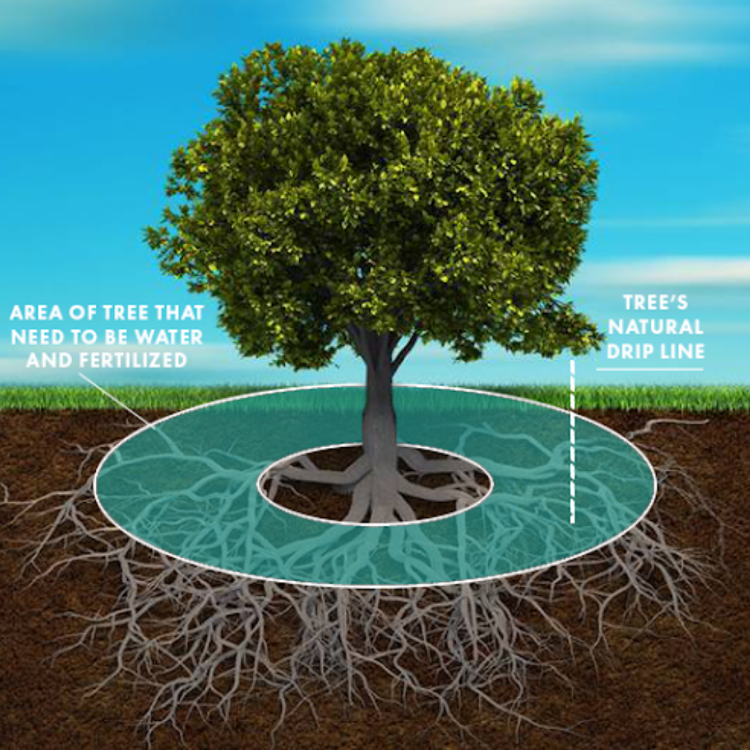 Deep-Root-Square