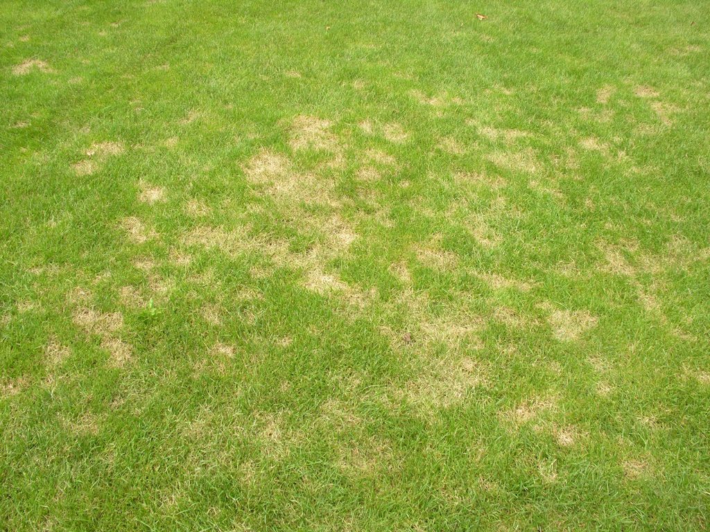 Dollar-spot-71