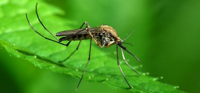 GREEN-MOSQUITO-1200x557