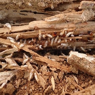 TERMITE-