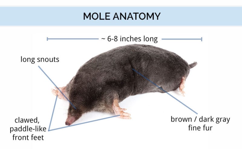 mole_anatomy-800x494