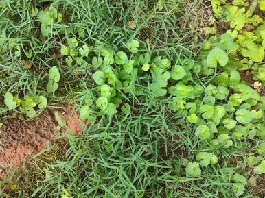 Violets