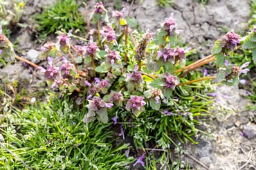 weeds in the lawn