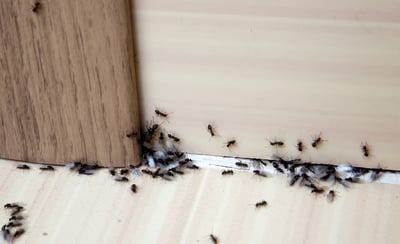 ants - ss