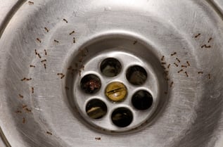 ants in kitchen 2