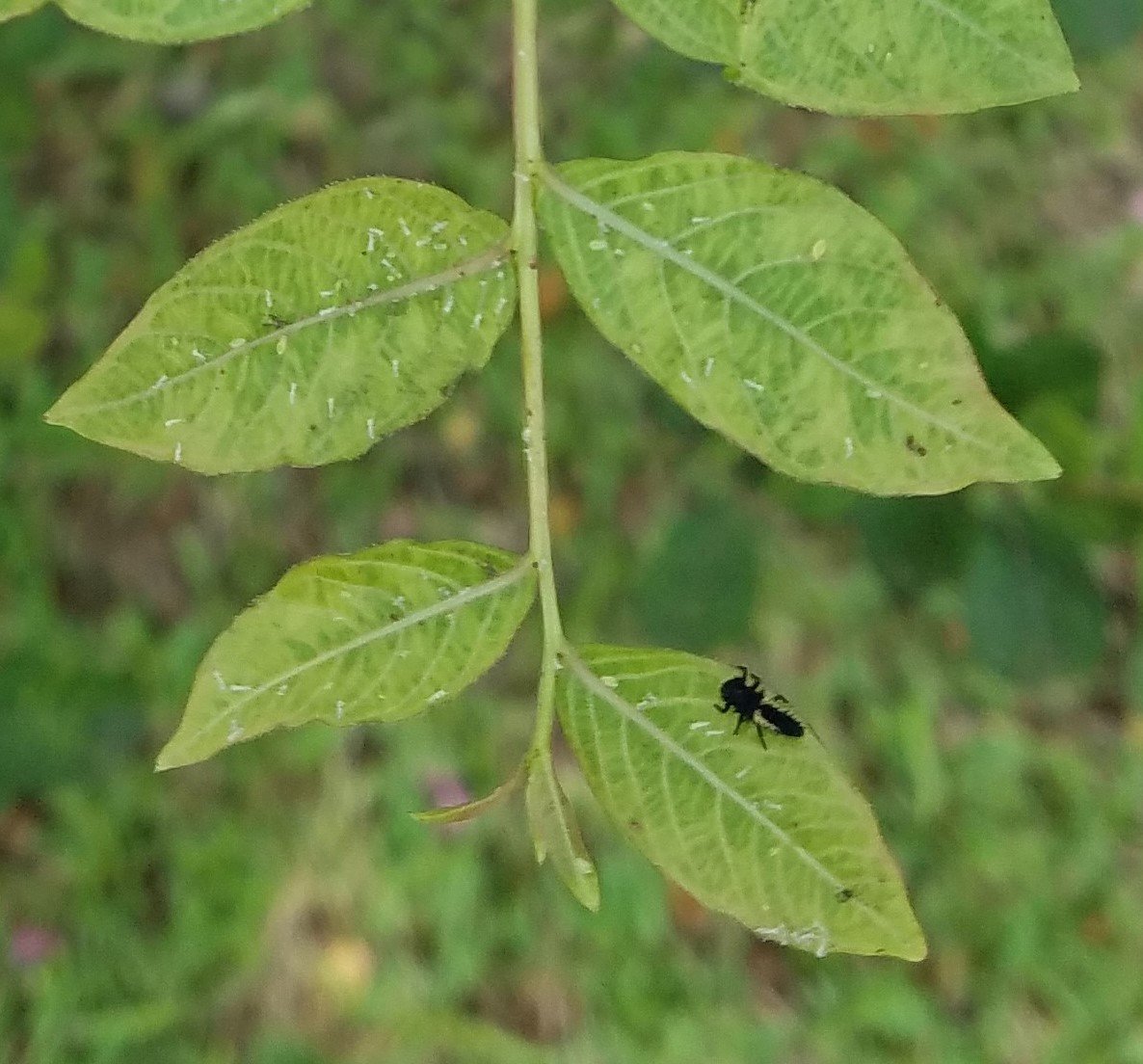 aphids on a leaf