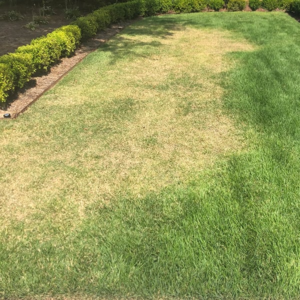 armyworm damage