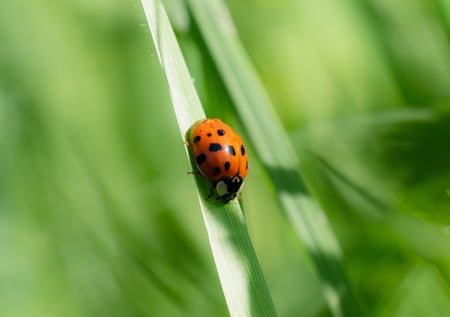 asian lady beetle