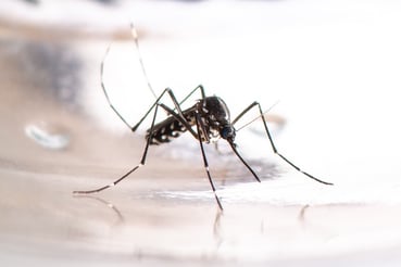 asian-tiger-mosquito-aedes-albopictus-dengue-zi-2026-03-18-17-37-22-utc