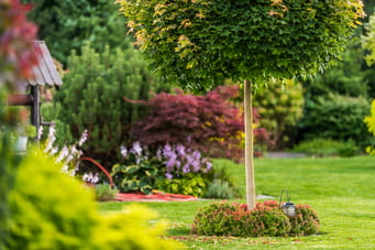backyard-garden-summer-vegetation-2023-11-27-05-02-35-utc