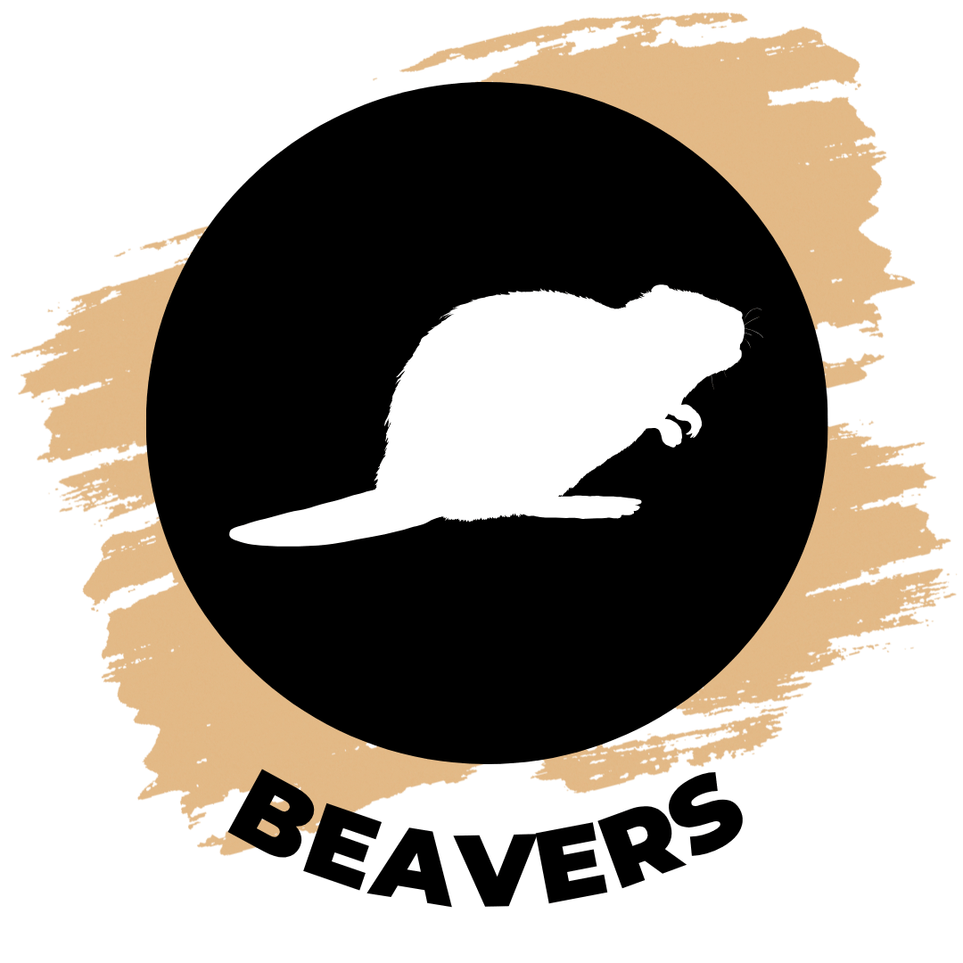 beavers-1