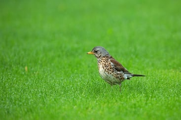 bird-foraging-on-green-grassy-meadow-outdoors-2026-09-21-09-57-05-utc