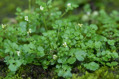 bittercress 2