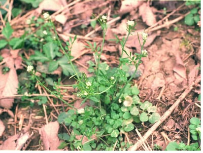 bittercress