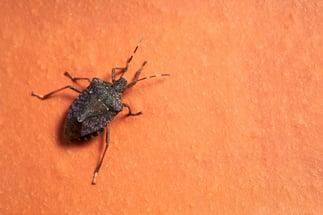 brown-marbled-stink-bug-scientific-name-halyomorp-2025-01-09-15-29-41-utc
