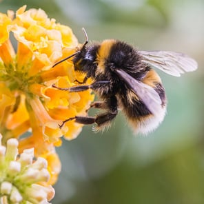 bumblebee